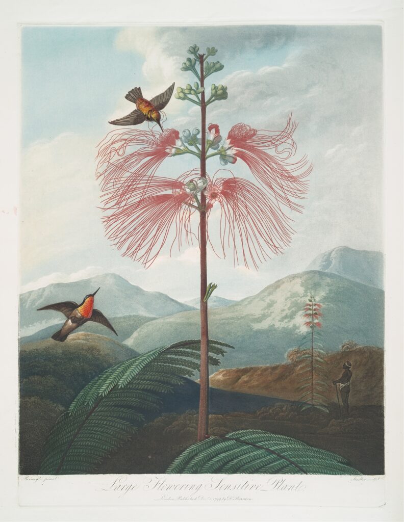 Large Flowering Sensitive Plant. (1799–1807) by Robert John Thornton (English, 1768-1837)