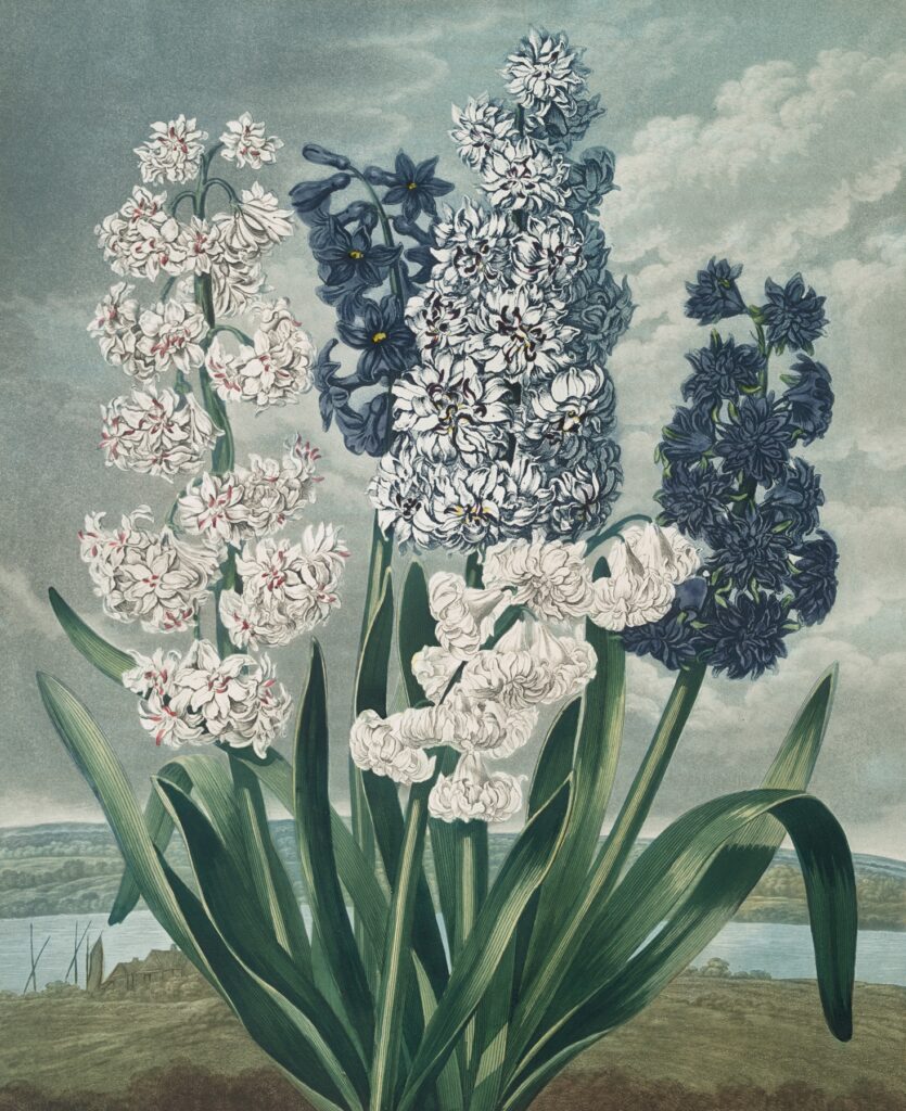 Hyacinths (1807) by Robert John Thornton (English, 1768-1837)