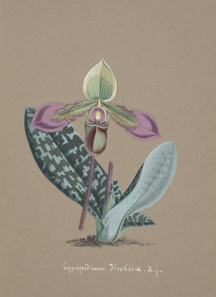 A sketch of an exotic orchid with green, and pink petals, and light and dark green leaves.