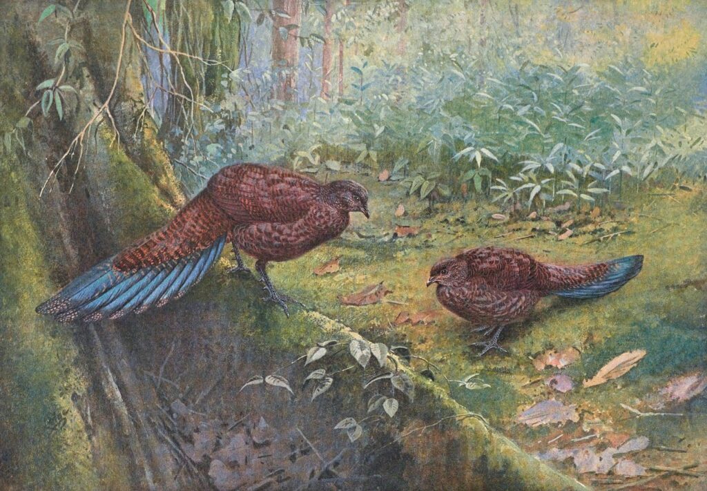 A painting of Sumatra Bronze-Tailed Peacock Pheasant (1918-1922) by George Edward Lodge (English, 1860 – 1954)