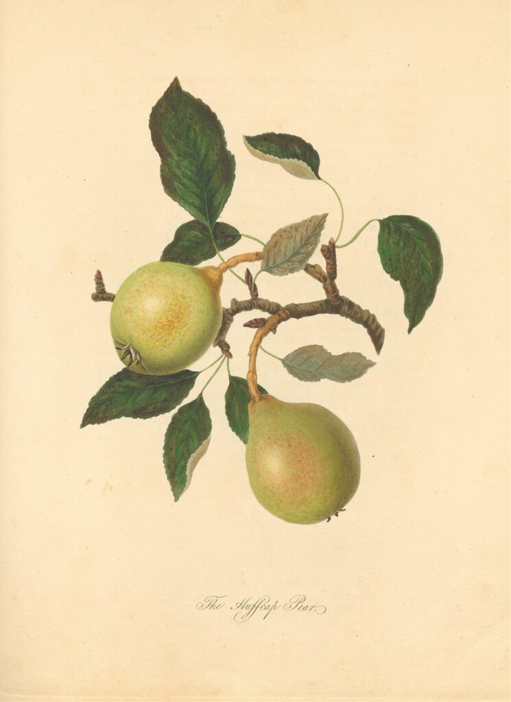 a penciled image of two Huffcap Pears, still green, on a branch with a tan paper backing.