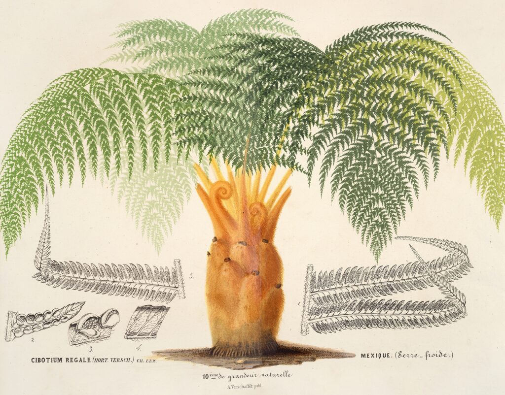 A drawing of the plant species Cibotium regale by Charles Antoine Lemaire (French, 1800-1871)