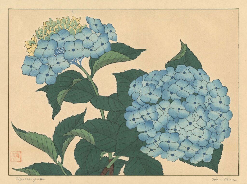 A watercolor painting of blue Hydrangeas with a tan postcard like background.