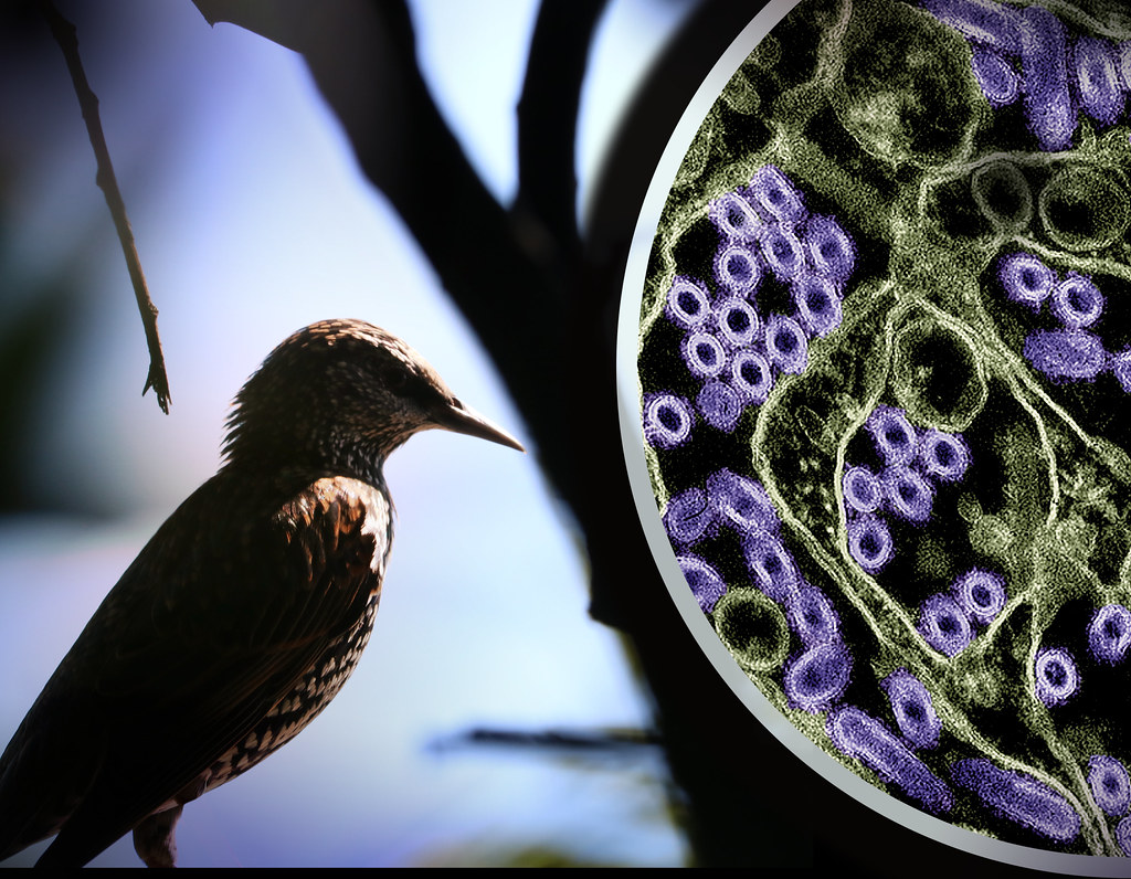 an image of a small bird in a tree, with what appears to be a contrasted microscopy image of influenza to its right