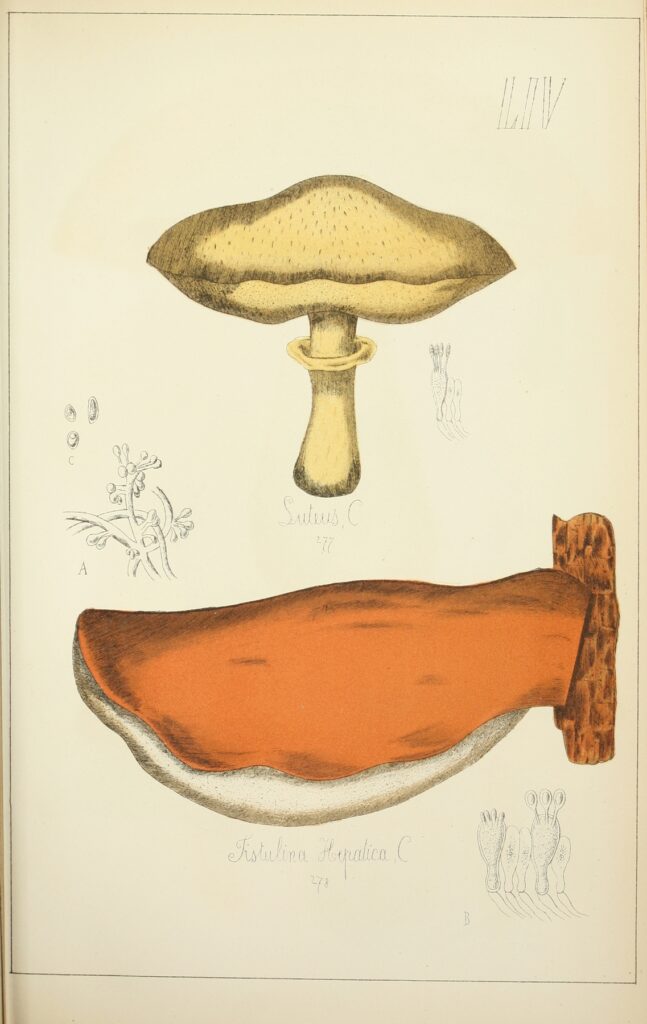 A pair of sketches of a standard cap shape mushroom and a orange shelf mushroom against a tan paper background.