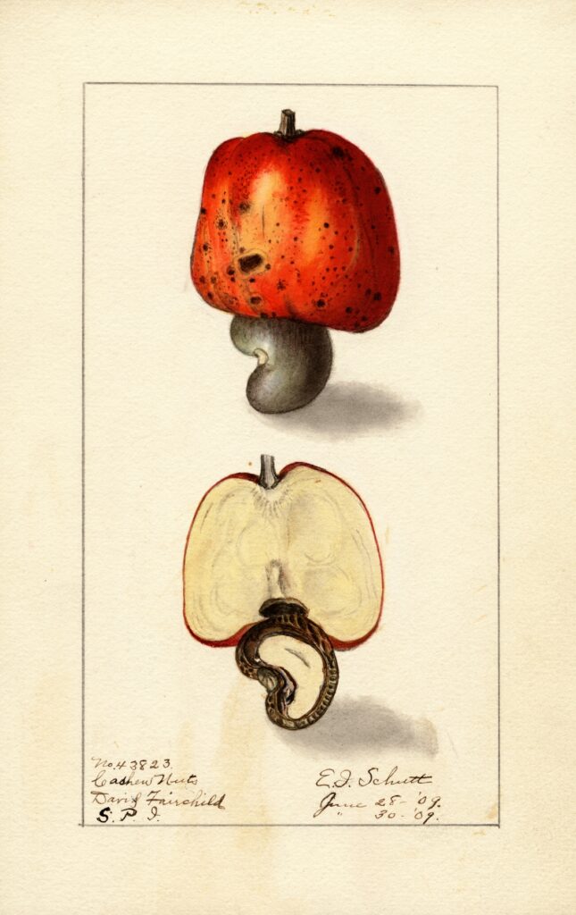 A watercolor illustration of a full cashew fruit on top, and a bisected one below it on a tan background.