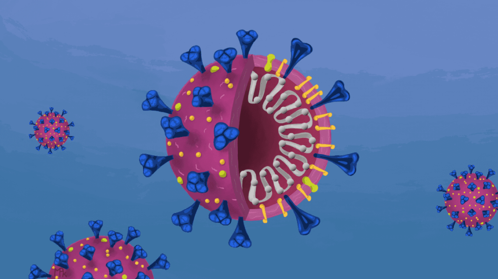 A simple illustration of a coronavirus viron with blue protein spikes, pink shell, and yellow nodes and white RNA, the right half of the viron shell is removed to show the inner structures.