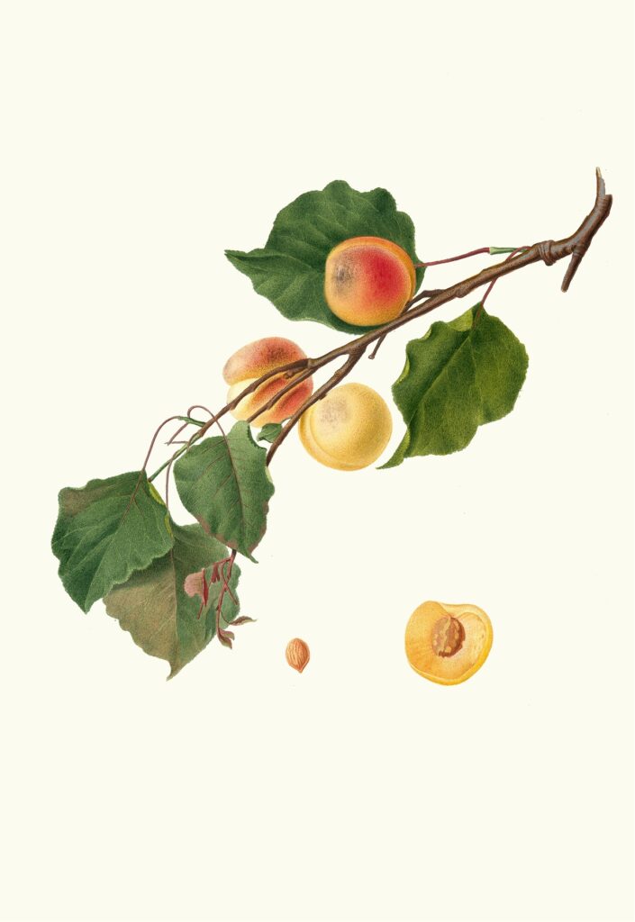 Botanical illustration of an apricot branch featuring ripe apricots, green leaves, and a cut apricot showing its seed. The detailed artwork showcases the texture and color of the fruit and foliage against a plain background.