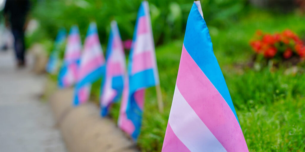 A line of trans flags planted at the edge of an assumed lawn, just before a sidewalk in a line.